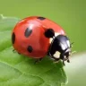 LadyBug1