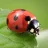 LadyBug1